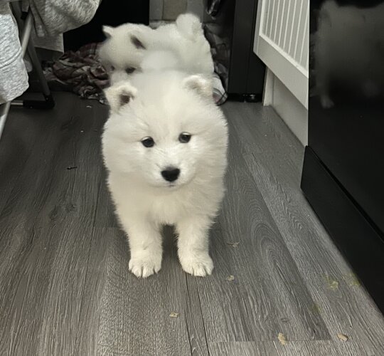 Samoyed