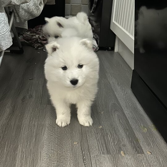 Samoyed - Both