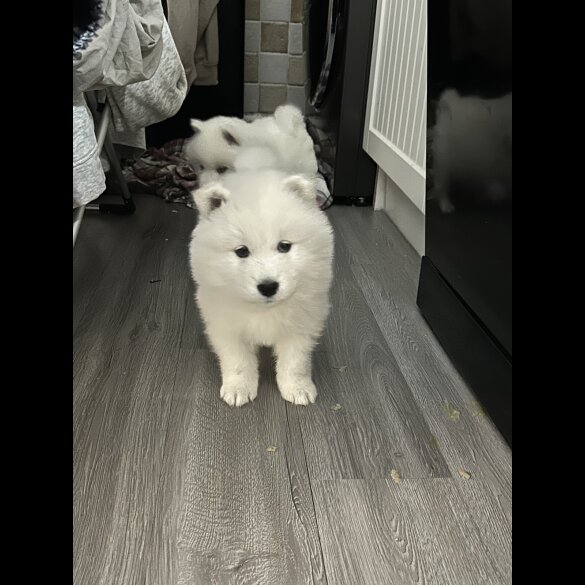 Samoyed - Both