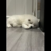 Samoyed - Both