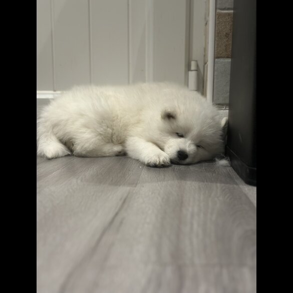 Samoyed - Both