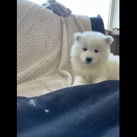 Samoyed - Both