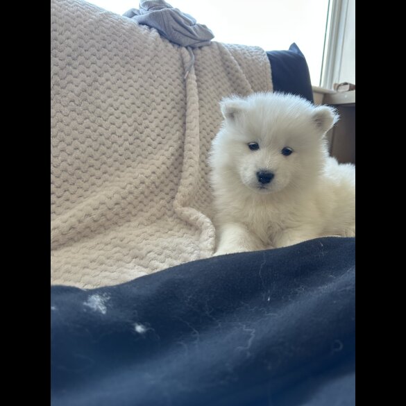 Samoyed - Both