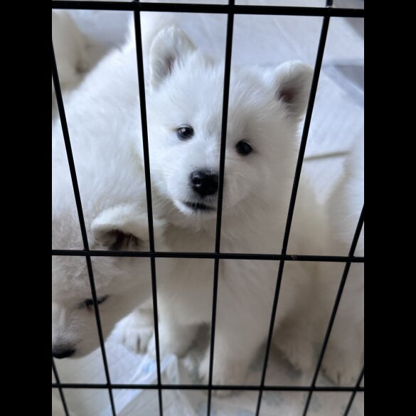 Samoyed - Both