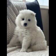 Samoyed - Both