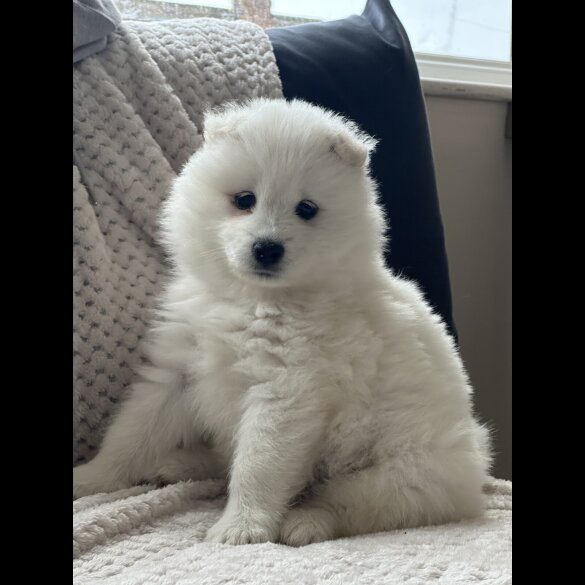 Samoyed - Both