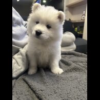 Samoyed - Both