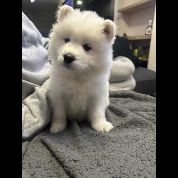 Samoyed - Both