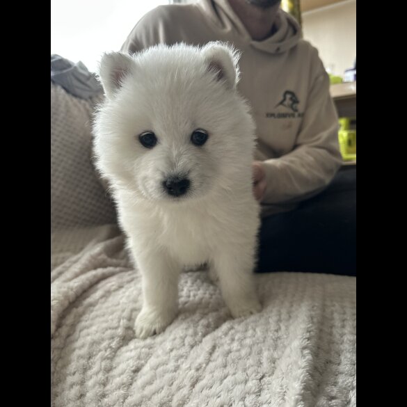 Samoyed - Both