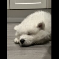 Samoyed - Both