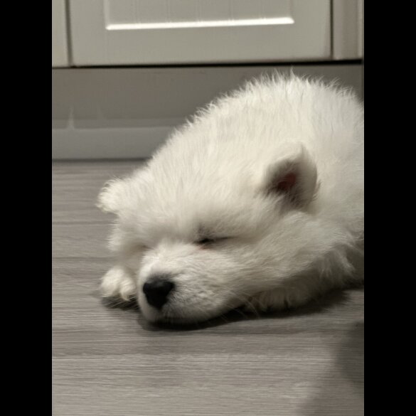 Samoyed - Both