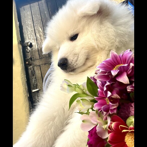 Samoyed - Dogs