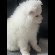Samoyed - Dogs