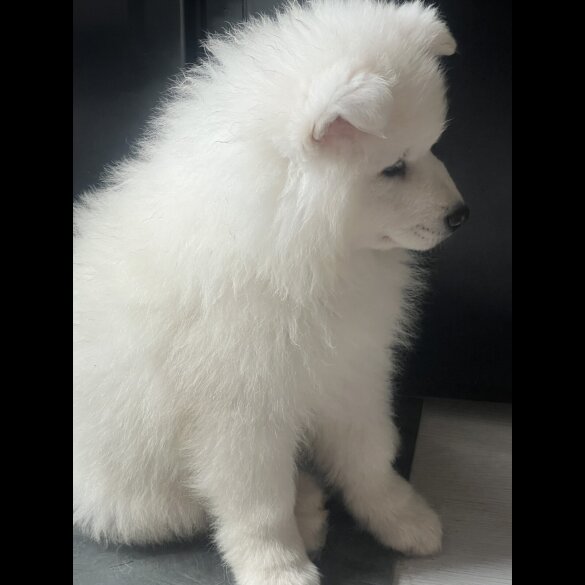 Samoyed - Dogs