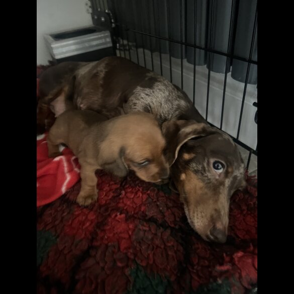 Dachshund (Standard &amp; Miniature) - Dogs