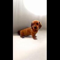 Dachshund (Standard &amp; Miniature) - Dogs