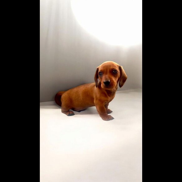 Dachshund (Standard &amp; Miniature) - Dogs