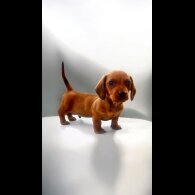 Dachshund (Standard &amp; Miniature) - Dogs