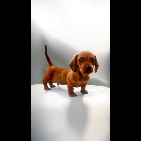 Dachshund (Standard &amp; Miniature) - Dogs
