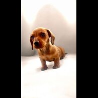 Dachshund (Standard &amp; Miniature) - Dogs