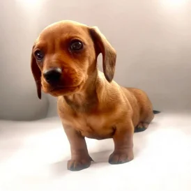 Dachshund (Standard &amp; Miniature) - Dogs