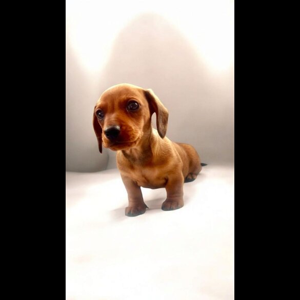 Dachshund (Standard &amp; Miniature) - Dogs