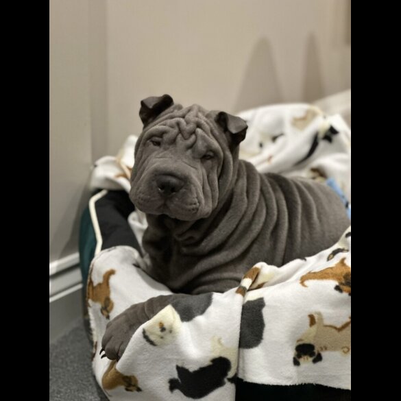 Shar Pei - Both