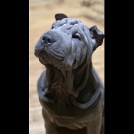 Shar Pei - Both