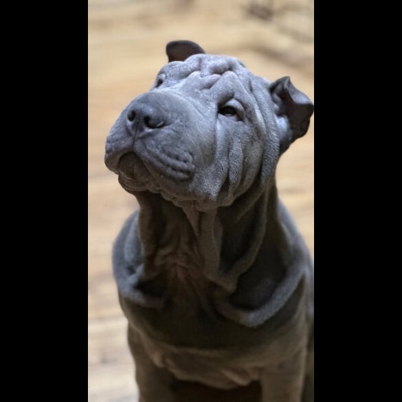 Shar Pei - Both
