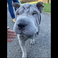 Shar Pei - Both