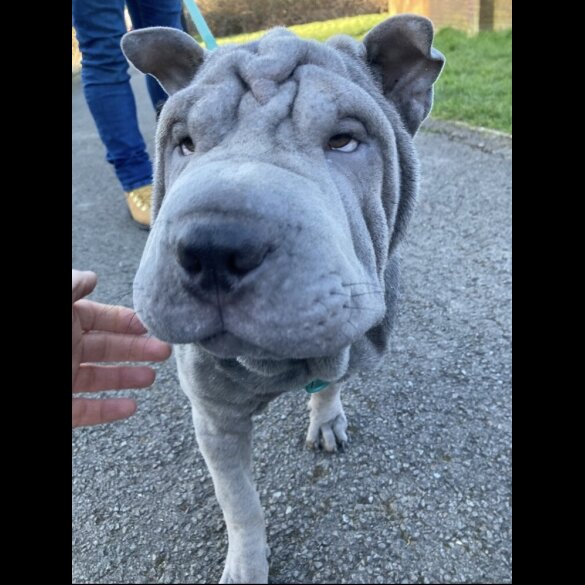 Shar Pei - Both