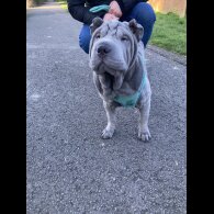 Shar Pei - Both