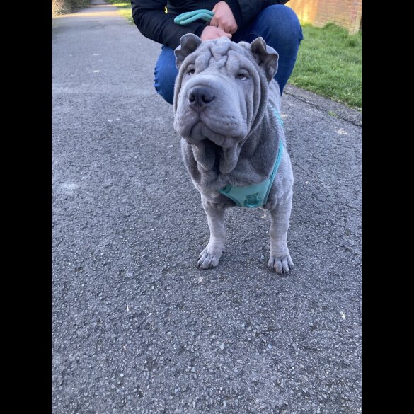 Shar Pei - Both