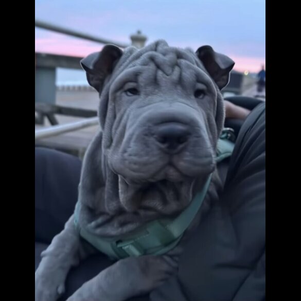 Shar Pei - Both