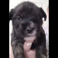 Mixed Breed - Both