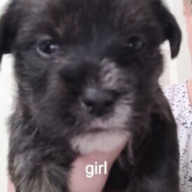 Mixed Breed - Both