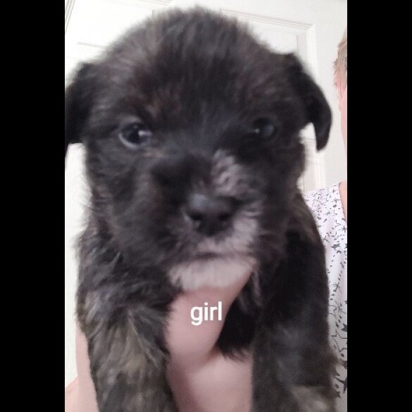 Mixed Breed - Both