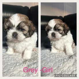 Shih Tzu - Both