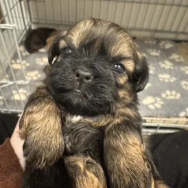 Shih Tzu - Both