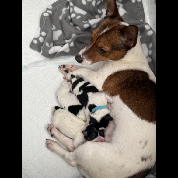 Jack Russell - Both
