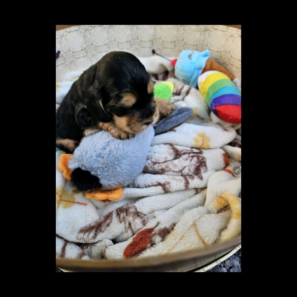 Cocker Spaniel (Working &amp; Show) - Both