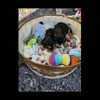 Cocker Spaniel (Working &amp; Show) - Both