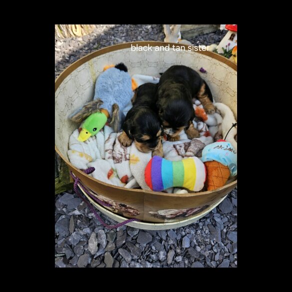 Cocker Spaniel (Working &amp; Show) - Both