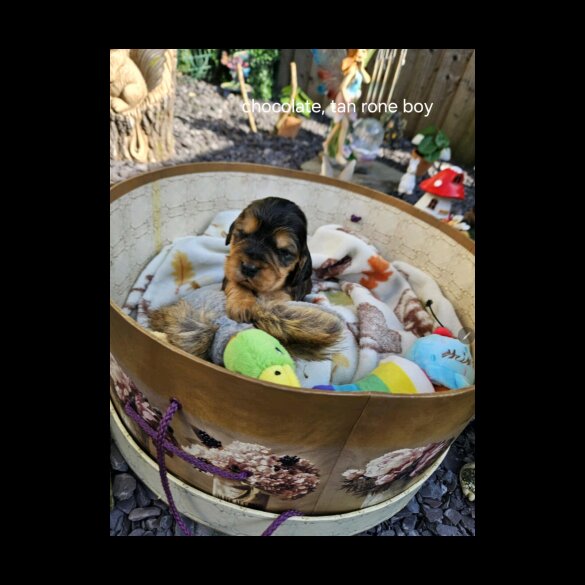 Cocker Spaniel (Working &amp; Show) - Both