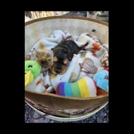 Cocker Spaniel (Working &amp; Show) - Both