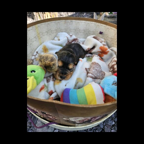 Cocker Spaniel (Working &amp; Show) - Both