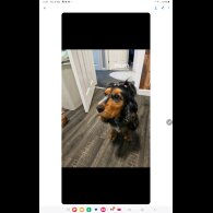 Cocker Spaniel (Working &amp; Show) - Both