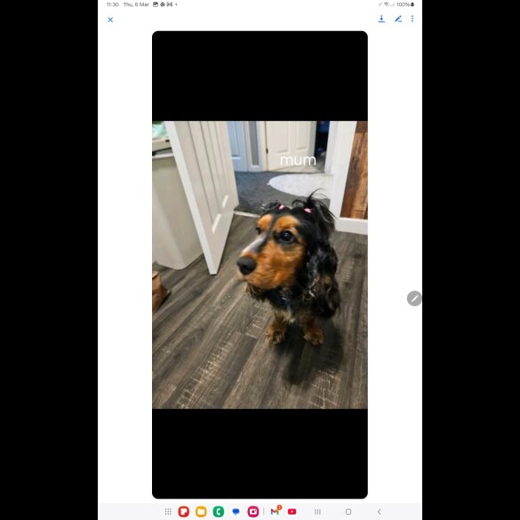 Cocker Spaniel (Working &amp; Show) - Both
