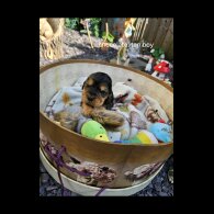 Cocker Spaniel (Working &amp; Show) - Both