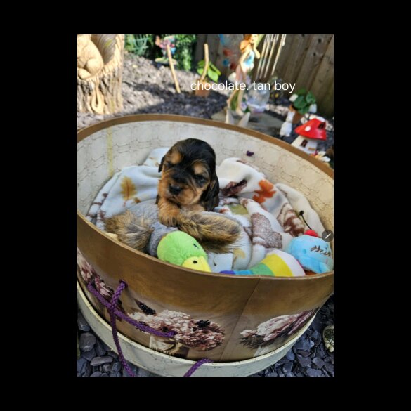 Cocker Spaniel (Working &amp; Show) - Both
